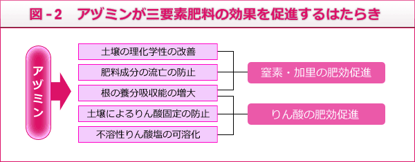 図－１　アヅミンが三要素肥料の効果を促進するはたらき