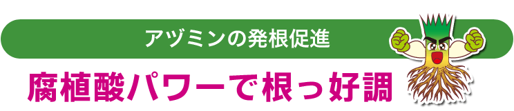 アヅミンの根の比較　腐植酸パワーで根っ好調